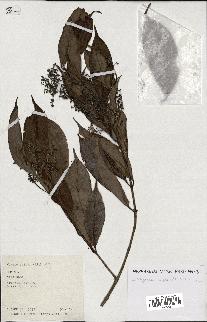 spécimen de Myrcia splendens
