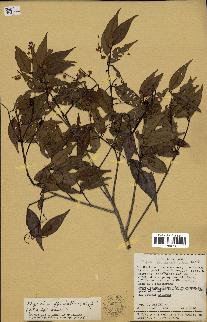 spécimen de Myrcia splendens
