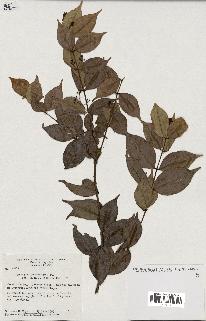 spécimen de Myrcia splendens