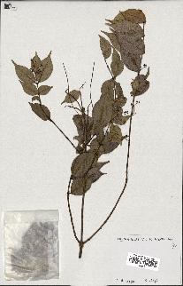 spécimen de Myrcia splendens