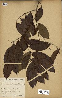 spécimen de Eugenia sp.