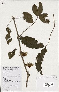 spécimen de Eugenia sp.