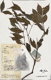 spécimen de Eugenia sp.