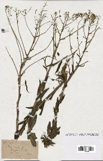 spécimen de Isatis tinctoria