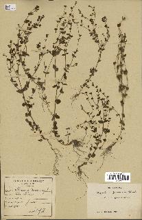 spécimen de Hypericum japonicum