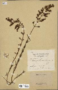 spécimen de Hypericum hyssopifolium
