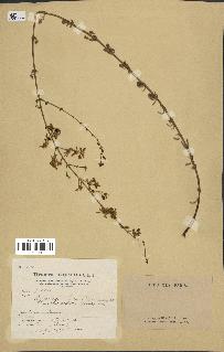 spécimen de Hypericum hyssopifolium