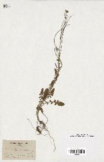 spécimen de Sisymbrium columnae