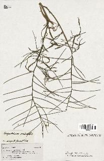 spécimen de Sisymbrium orientale