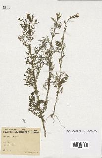spécimen de Sisymbrium sophia