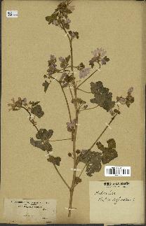 spécimen de Malva sylvestris