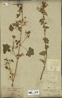 spécimen de Malva sylvestris