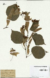 spécimen de Tilia platyphyllos