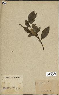 spécimen de indet.