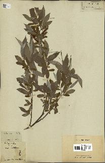 spécimen de Salix alba