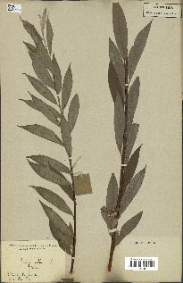 spécimen de Salix alba