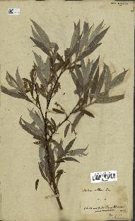 spécimen de Salix alba