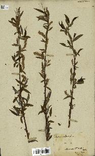 spécimen de Salix alba