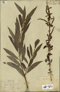 spécimen de Salix alba