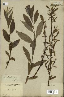 spécimen de Salix alba