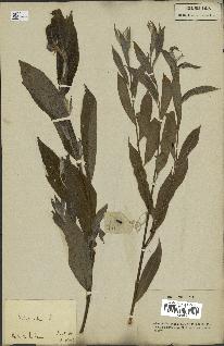 spécimen de Salix alba