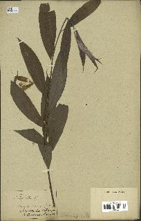 spécimen de Salix alba