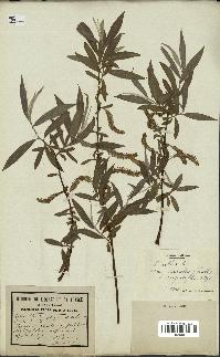 spécimen de Salix alba