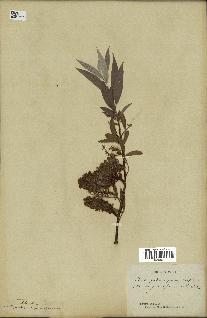 spécimen de Salix alba