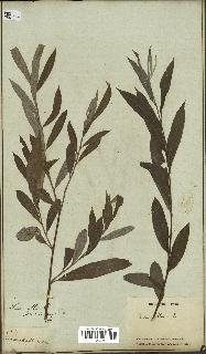 spécimen de Salix alba