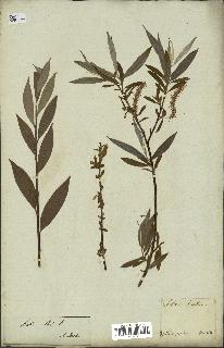 spécimen de Salix alba