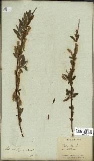 spécimen de Salix alba