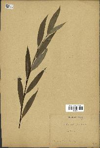 spécimen de Salix alba