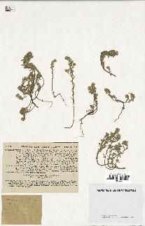 spécimen de Alyssum calycinum