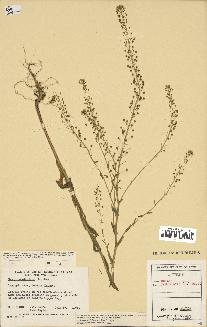 spécimen de Neslia paniculata