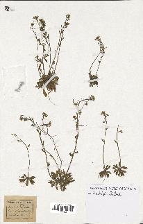 spécimen de Arabidopsis thaliana
