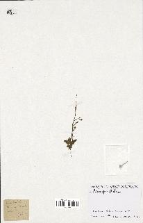 spécimen de Arabidopsis thaliana