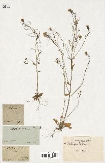 spécimen de Arabidopsis thaliana