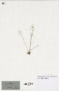 spécimen de Arabidopsis thaliana