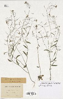 spécimen de Arabidopsis thaliana