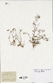 spécimen de Arabidopsis thaliana