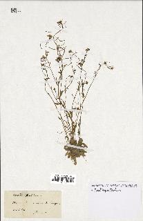 spécimen de Arabidopsis thaliana