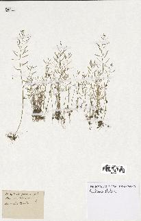 spécimen de Arabidopsis thaliana