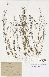 spécimen de Arabidopsis thaliana
