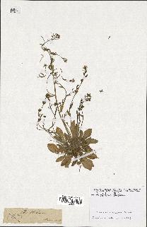 spécimen de Arabidopsis thaliana