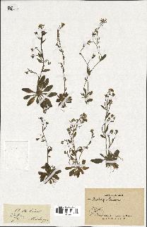 spécimen de Arabidopsis thaliana