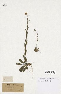 spécimen de Arabidopsis thaliana