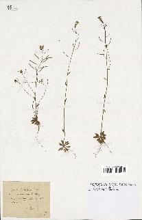 spécimen de Arabidopsis thaliana