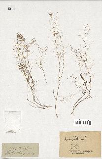 spécimen de Arabidopsis thaliana