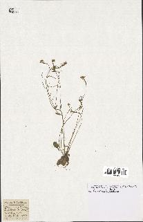 spécimen de Arabidopsis thaliana