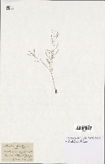 spécimen de Arabidopsis thaliana